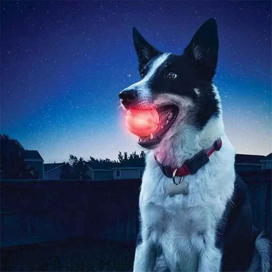 LED dog ball